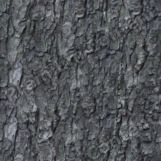 seamless tree bark wood 0003